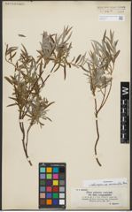 Foto von Salix repens subsp. rosmarinifolia (L.) Andersson